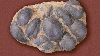 Rare find: Abandoned dinosaur nests with eggshells