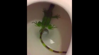 Iguana in Florida toilet bowl prompts 911 call