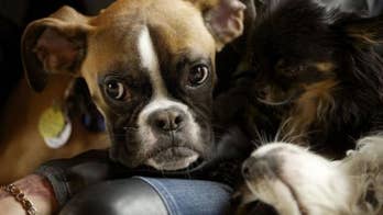 Resources for pets poisoned by pot