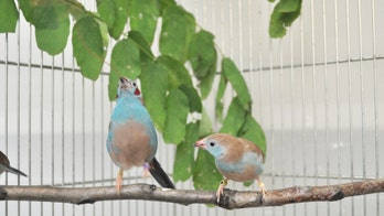 These birds have a mating dance that would put Gene Kelly to shame