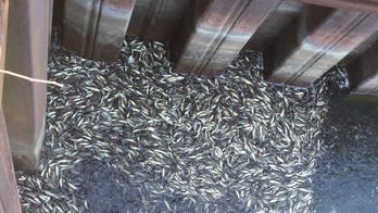 Dead perch washing up in Lake Michigan by the thousands