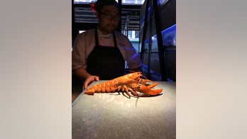 Rare red lobster looks cooked, but is alive