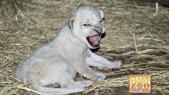 Lion at Texas zoo gives birth to cub with rare white fur