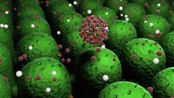 'Miniantibodies' reduce inflammation and pain