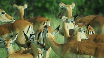 An East African safari is full of surprises