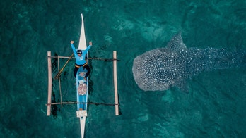 Photographer captures whale shark swimming beneath sleepy fisherman