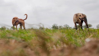 Dogs eat patient dragged from India hospital, report claims