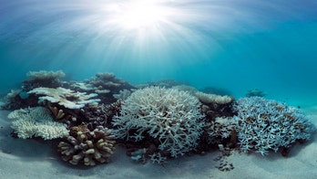 Cruise ship crash causes more than $18M in damage to pristine Indonesian reef, experts say