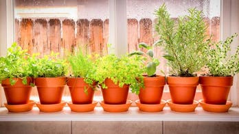 The Secret to Growing Herbs Indoors to Jazz Up Your Meals and More