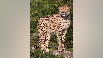 Cheetah genome shows a cat with nine lives