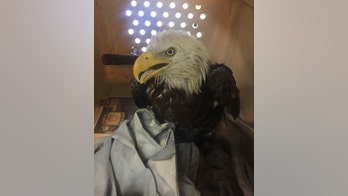 Injured bald eagle found, treated in Washington, D.C., in time for July 4th celebrations