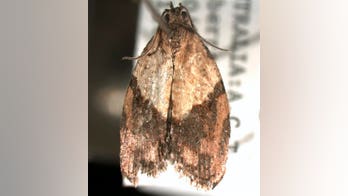 Maine lawmakers consider funds to treat moth invasion in cities and towns