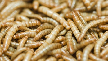 Le Cordon Bleu says eating insects is the new culinary frontier