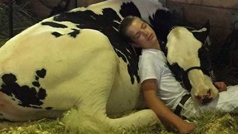 Iowa State Fair cow and boy taking nap wins the internet after photo goes viral