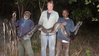 Florida enlists snake hunters from India in fight against invasive pythons
