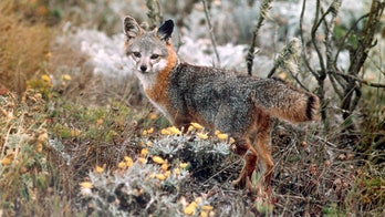California island foxes removed from endangered species list