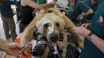 Bear in Israel undergoes surgery to repair herniated disc