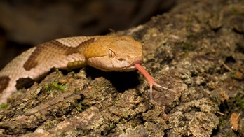 Woman at LongHorn Steakhouse bit several times by copperhead snake