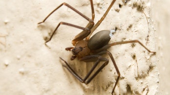 American Airlines passenger bitten by brown recluse spider on plane, lawsuit claims