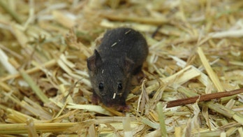 North Dakota woman dies from hantavirus after possible contact with rodent droppings