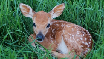 Owner of Chinese restaurant in Louisiana found with roadkill in cooler