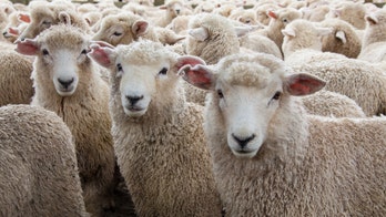 Bear panics 200 sheep, and they jump to their deaths