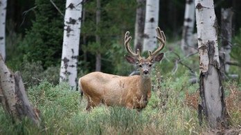 Tennessee allows first-ever 'velvet buck' hunt