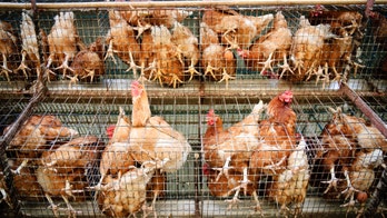 Dutch destroy 63,000 hens in response to bird flu outbreak