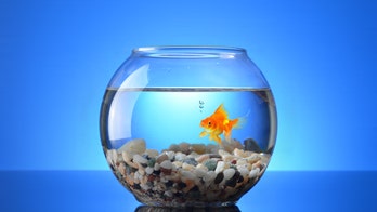 Hotel keeps lonely guests company with fish rentals