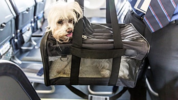 How to safely travel with pets
