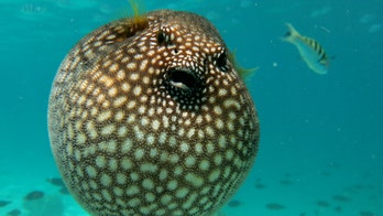 Amateur fisherman hospitalized after eating extremely poisonous fish