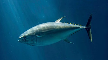 Headless 400-pound tuna found in Massachusetts woods