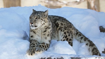 Snow leopard at San Diego Zoo tests positive for COVID-19