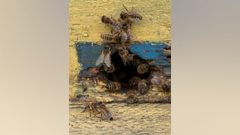 Texas couple stung by hundreds of bees outside home