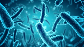 EU health and food safety experts warn of stubborn salmonella