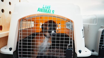 New digital pet monitor helps keep animals safe on planes