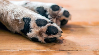 Animal shelter throws rescue dog an epic birthday party complete with adorable photo shoot