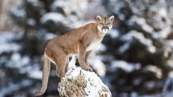TSA holds man after finding cougar carcass in luggage