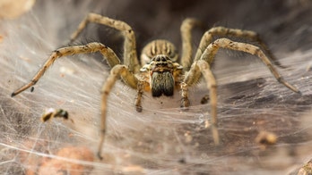 Giant spider web stretches 1,000 feet across lagoon: They're having 'a party'