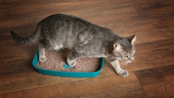 Cat parasite may make people more entrepreneurial