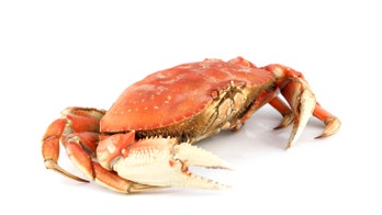 High toxin level in California crabs prompts health warning