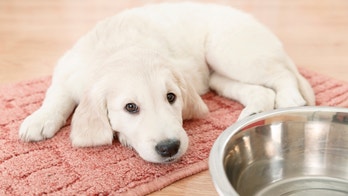 Why your smoking habit is seriously harming your pet