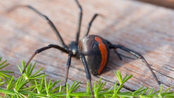 Man bitten on penis by venomous spider for the second time