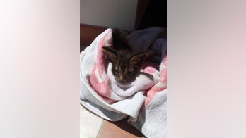 Italian sailor uses mouth-to-mouth to revive kitten