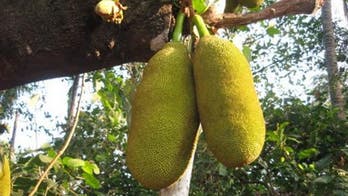 Is jackfruit really the pulled pork of vegans?