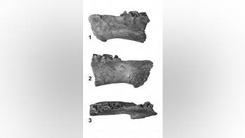 Ancient swamp creature sported 'Mick Jagger' lips