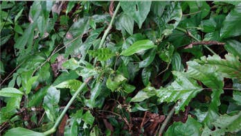 These Caribbean plants were named after James Bond