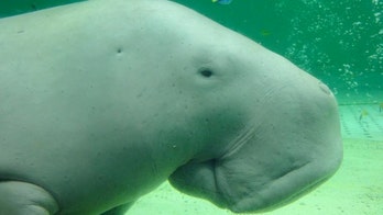 Beloved animals in Japan: Never mind the panda, check out that dugong