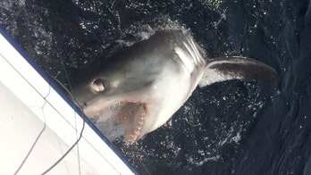 Fishermen reel in 9-foot, 250-pound shark after 40-minute battle