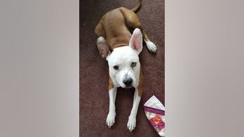 Dognapped: Iraq War vet's service dog is stolen in New Hampshire, report says